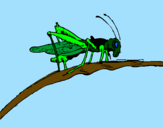 Coloring page Grasshopper on branch painted byJonas