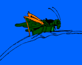Coloring page Grasshopper on branch painted byANGEL