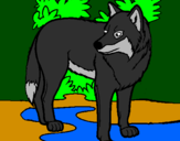 Coloring page Wolf painted bydiego