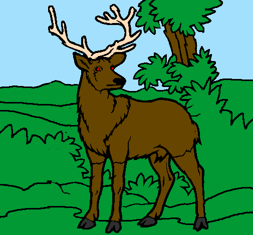 Adult deer