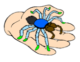 Coloring page Tarantula painted bywill