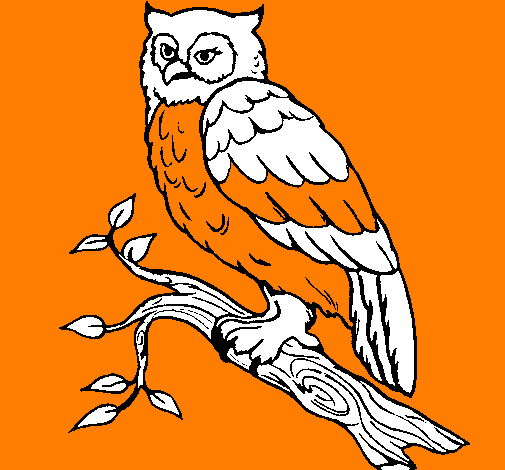 Barn owl