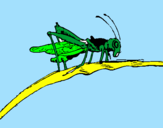 Coloring page Grasshopper on branch painted bygavin