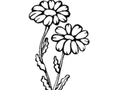Coloring page Daisies painted bydeb