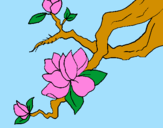 Coloring page Almond flower painted byRachel