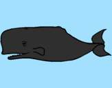Coloring page Blue whale painted byWIL