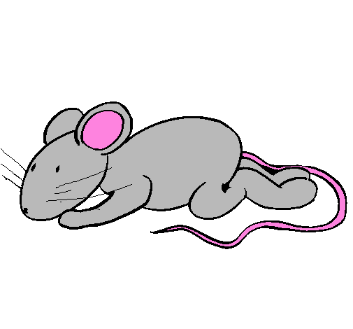 Little rat