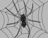 Coloring page Spider painted byTOTIY