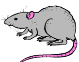 Coloring page Underground rat painted byTIA