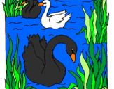 Coloring page Swans painted byLorraine