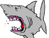 Coloring page Shark painted bylucky189