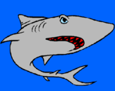 Coloring page Shark painted byzzwf