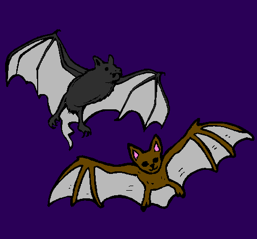A pair of bats