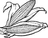 Coloring page Corncob painted byfood.corn1