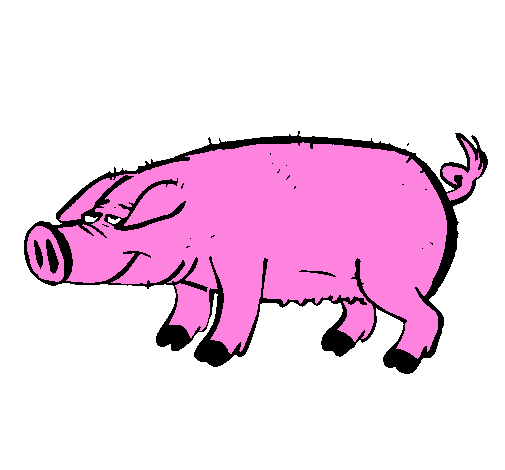 Pig with black trotters