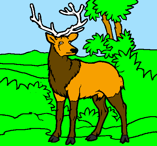 Adult deer