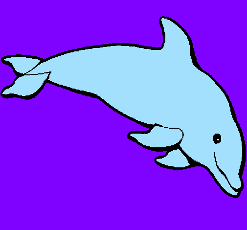 Happy dolphin