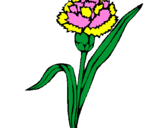 Coloring page Carnation painted bycilla