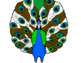 Coloring page Peacock painted byTay