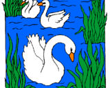Coloring page Swans painted bydiana