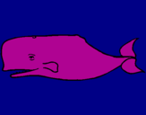 Coloring page Blue whale painted byMOVie   bick