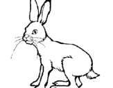 Coloring page Hare painted byyuan