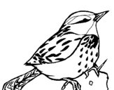 Coloring page Wren painted byyuan