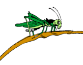 Coloring page Grasshopper on branch painted bygrasshopper colored