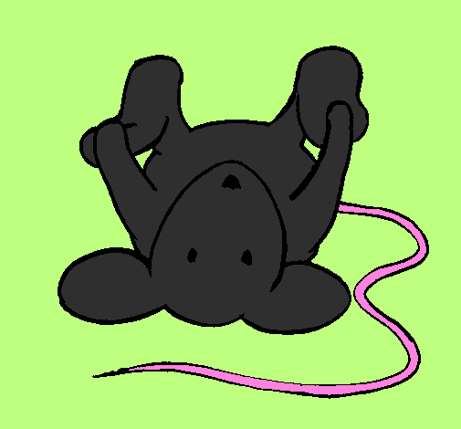 Rat lying down