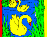 Coloring page Swans painted byotr