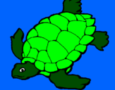 Coloring page Turtle painted bysumer