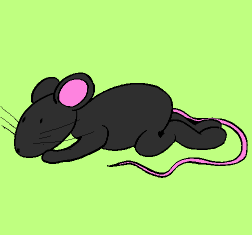 Little rat