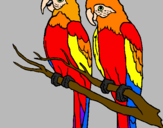 Coloring page Parrots painted byDucky The Duck