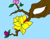 Coloring page Almond flower painted bypom-pom,flufy,