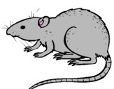 Coloring page Underground rat painted bylorenzo