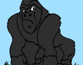 Coloring page Gorilla painted by minasi francesco
