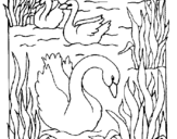 Coloring page Swans painted byyuan