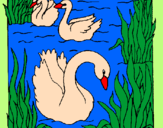 Coloring page Swans painted byGABOR
