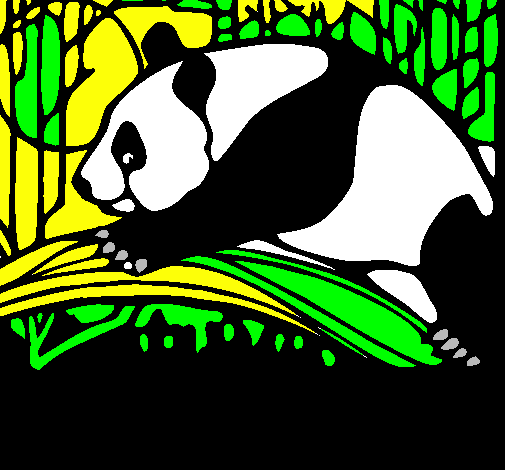Panda eating