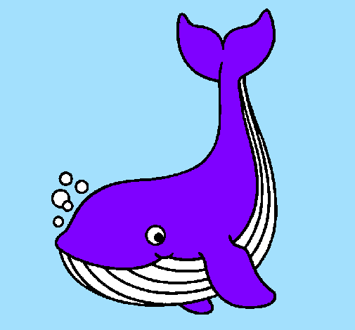 Little whale