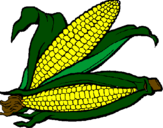 Coloring page Corncob painted bypenciluncolored
