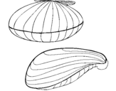 Coloring page Clams painted byemel