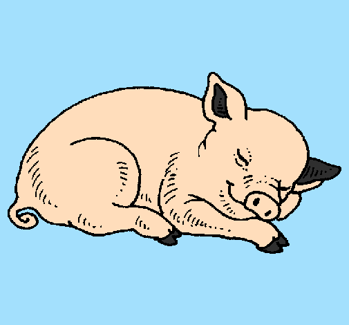 Sleeping pig