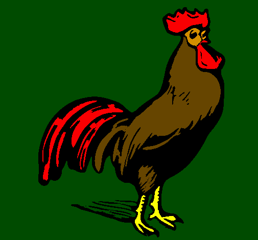 Gallant cock
