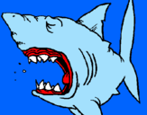 Coloring page Shark painted byjalen