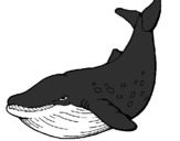 Coloring page Killer whale painted byzz