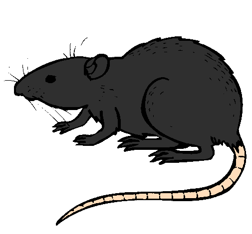 Underground rat