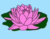 Coloring page Nymphaea painted byPersikla