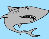 Coloring page Shark painted byLucca