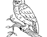 Coloring page Barn owl painted byh